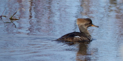 Hooded Merganser