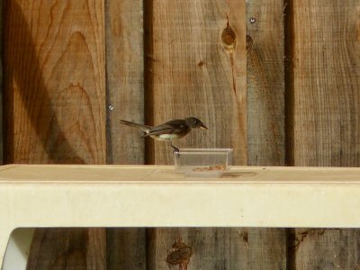 The Eastern Phoebe enjoyed the mealworms