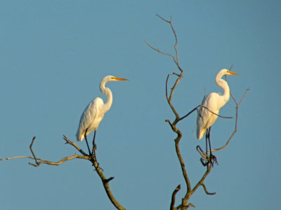Great Egrets in the SE section of the marsh