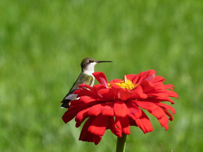 Ruby-throated Hummingbird enjoying the flowers in the garden