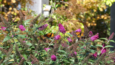 A butterfly friendly garden