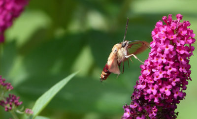 The Hummingbird/Clearwing Moth (pair) joins us every year