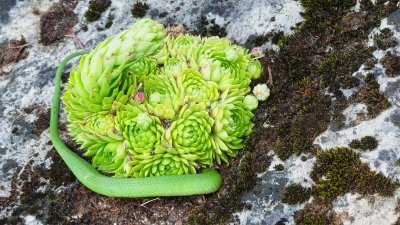A Smooth Greensnake found camouflage on a huge boulder on the lawn.