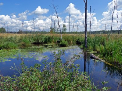 The pond on the east side of the laneway. 