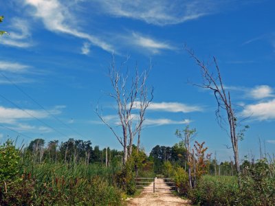 The laneway to the house.