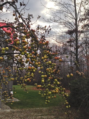 The apple tree outside the guest bedroom door