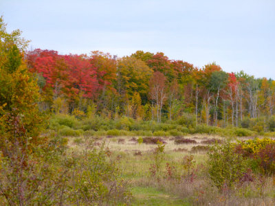 The old growth forest to the west of the meadows - breath taking!