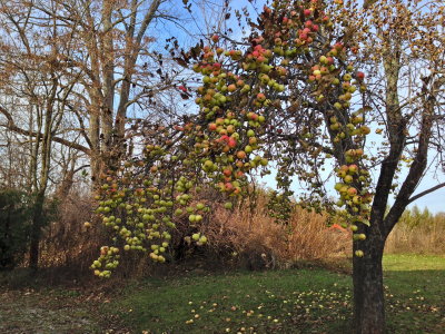One of the old apple trees