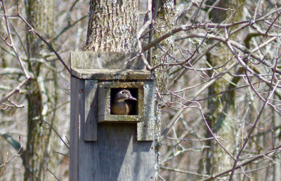 Female wood duck using the nest box north of the viewing platform