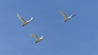 Our family of trumpeter swans spend their winter at Wye Marsh