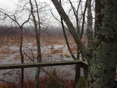 A view from the stand in the tree