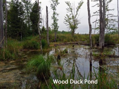 Along the 1km trail that follows the creek, an ideal setting for Wood ducks