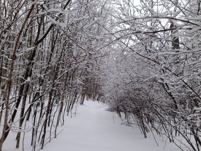 A winter wonderland as we walk along the trail. Expecting birds to follow for a handout