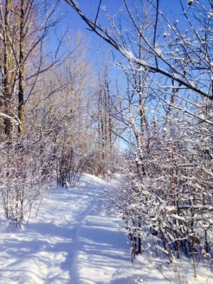 Snowshoeing along the trail
