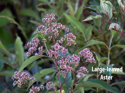 Large leaf aster - sustains the Monarch butterflies prior to migrating south