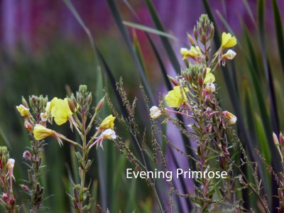 Evening Primrose 