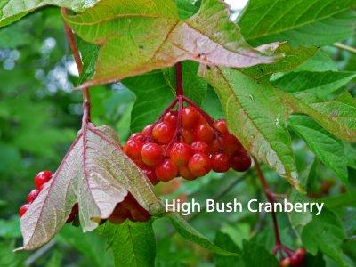High bush cranberry - several places along the trail and in the wooded area north of the meadows