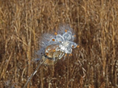 Milkweed pods ensuring sufficient milkweed for the next generation of Monarch butterflies that find their way to Dagobah