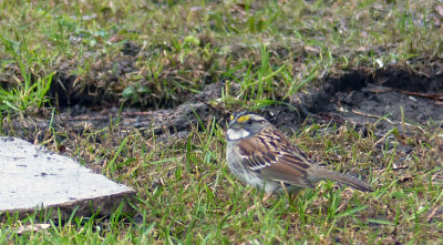 The White-throated sparrow is most welcome as his song is quite beautiful.