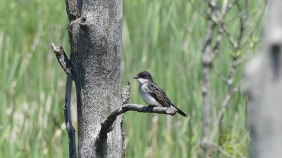 Eastern Kingbird nests along the laneway and in the first and second meadow