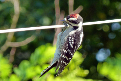 A juvenile male downy woodpecker has such a tough time remaining upright on the clothesline