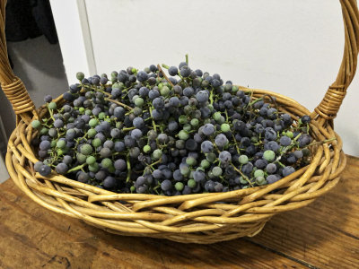  A basket of wild grapes .... 
