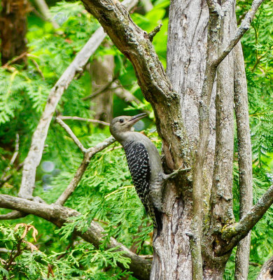 A Juvenile Red-bellied Woodpecker