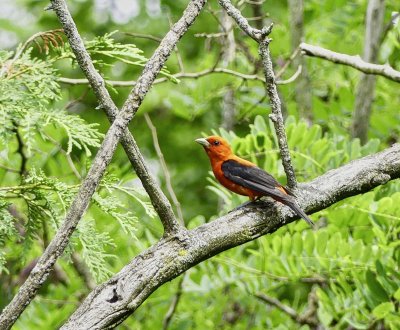 Male Scarlet Tanager 
