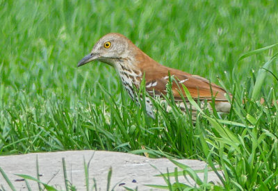 Brown Thrasher has a wonderful song (link)