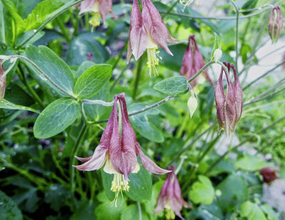 Native Columbine - one of the first spring flowers