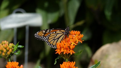Monarch butterfly and Butterfly Weed 