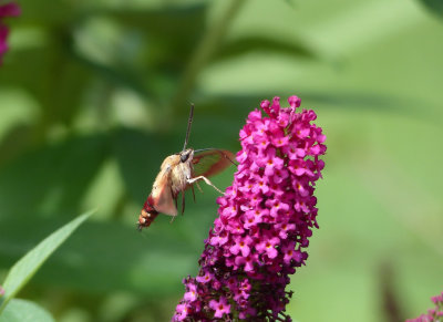 An aging Hummingbird Moth in September