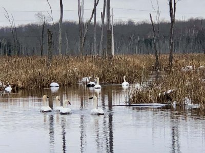 Three pairs of Trumpeter swans in the front yard!! 