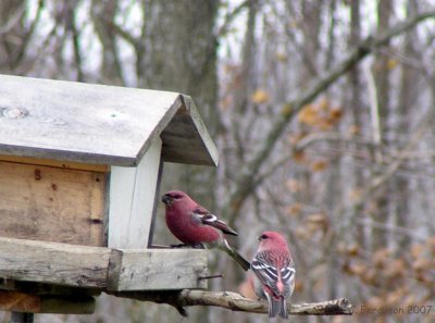 Pine Grosbeaks