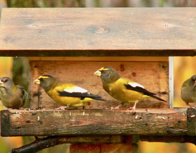 Evening Grosbeaks