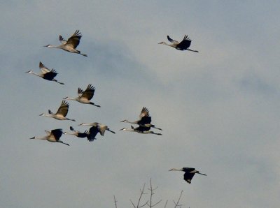 Sandhill-Cranes