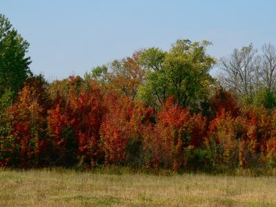 Autumn colours