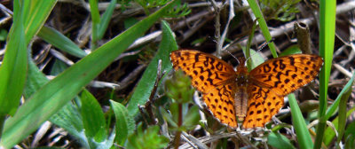 Fritillary