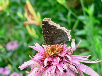 Mourning Cloak