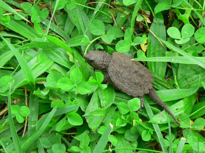 Snapping turtle newly hatched