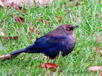 Rusty Blackbird 