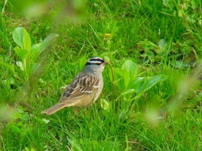 White-crowned Sparrows (spring & fall)