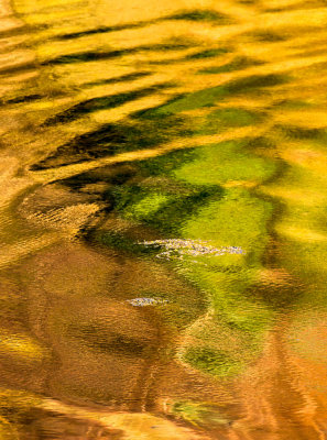 Pond abstract reflections in Scotland
