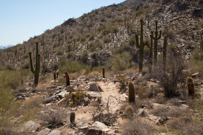 Sonoran Desert, Arizona