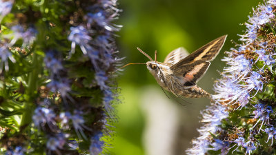 hummingbird moth.jpg