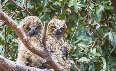 Baby Great horned owls