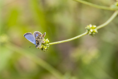El Segundo blue butterfly