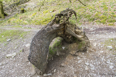 Coins in Stump