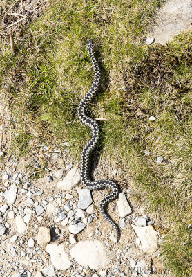 European viper (Vipera berus)