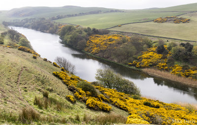 Gorse bushes along the River Tweed